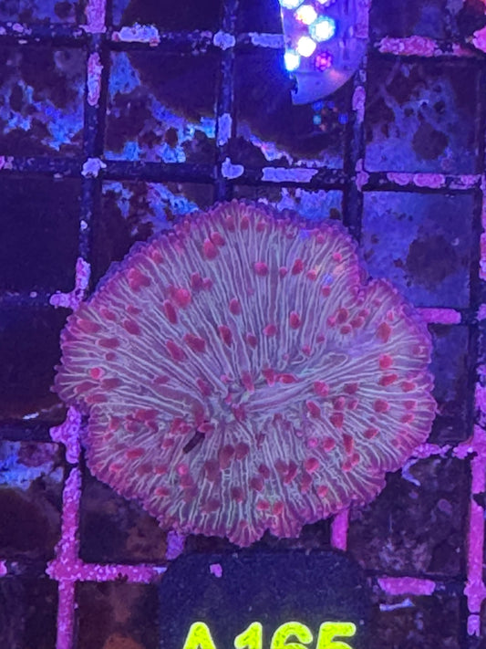 Fungia plate coral (A165)