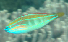 Three Line Rainbow Wrasse-Pair