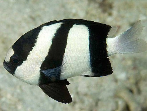 3-stripe Damsel