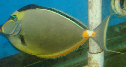 Naso Tang Streamer Male (11-12")