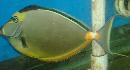 Naso Tang Streamer Male (11-12")