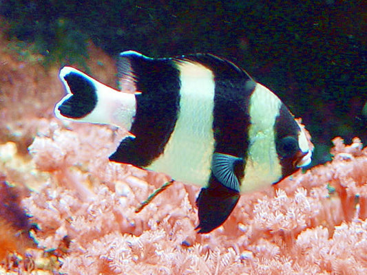 4-stripe Damsel