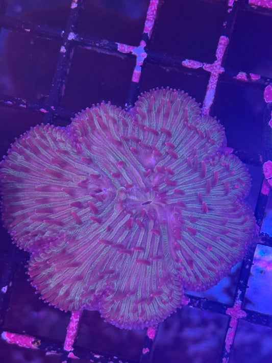 Fungia plate coral (B128)