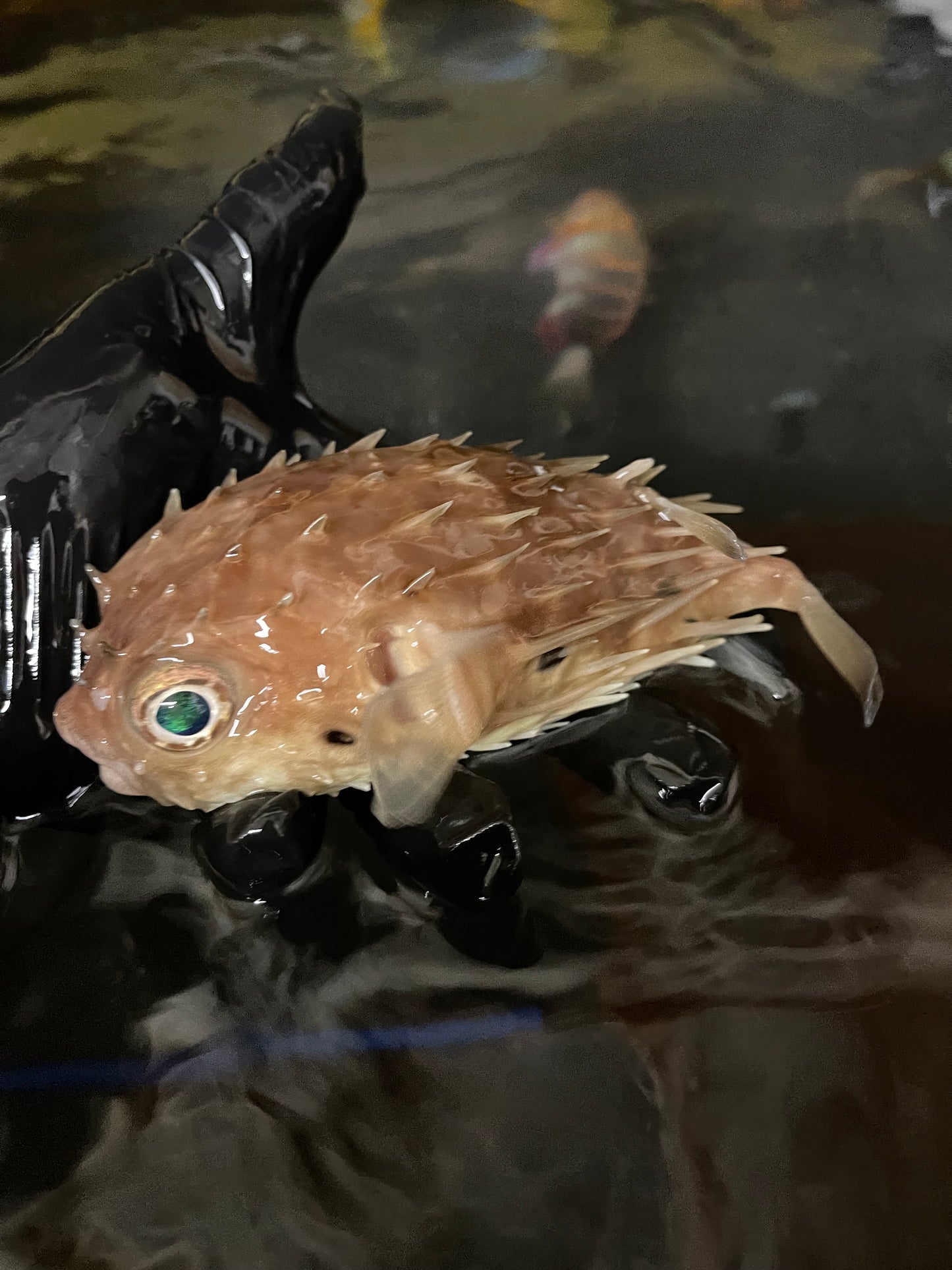 Australian Red Eye Porcupine Puffer (6")