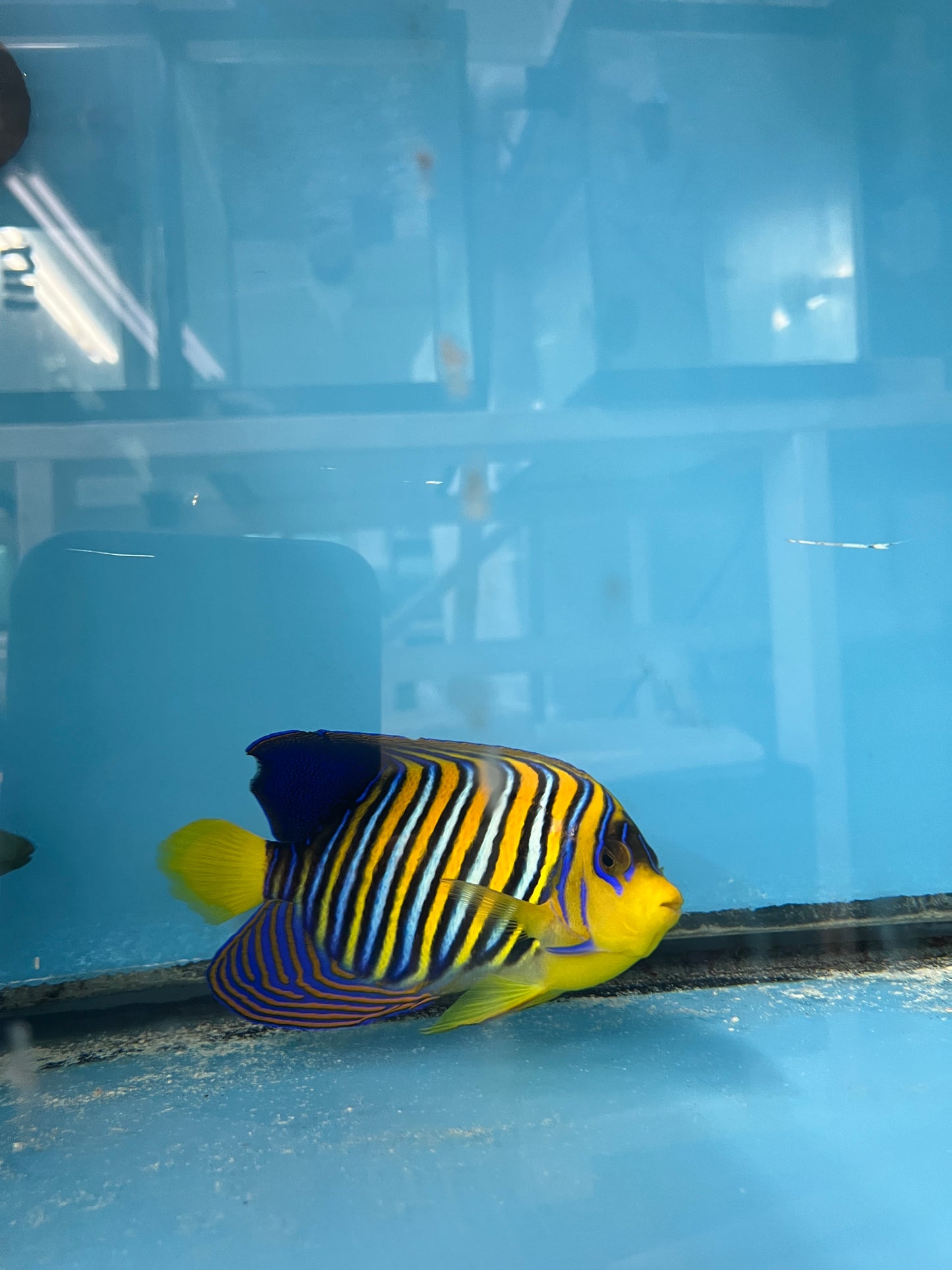 6-7” Maldives Regal-tail nip