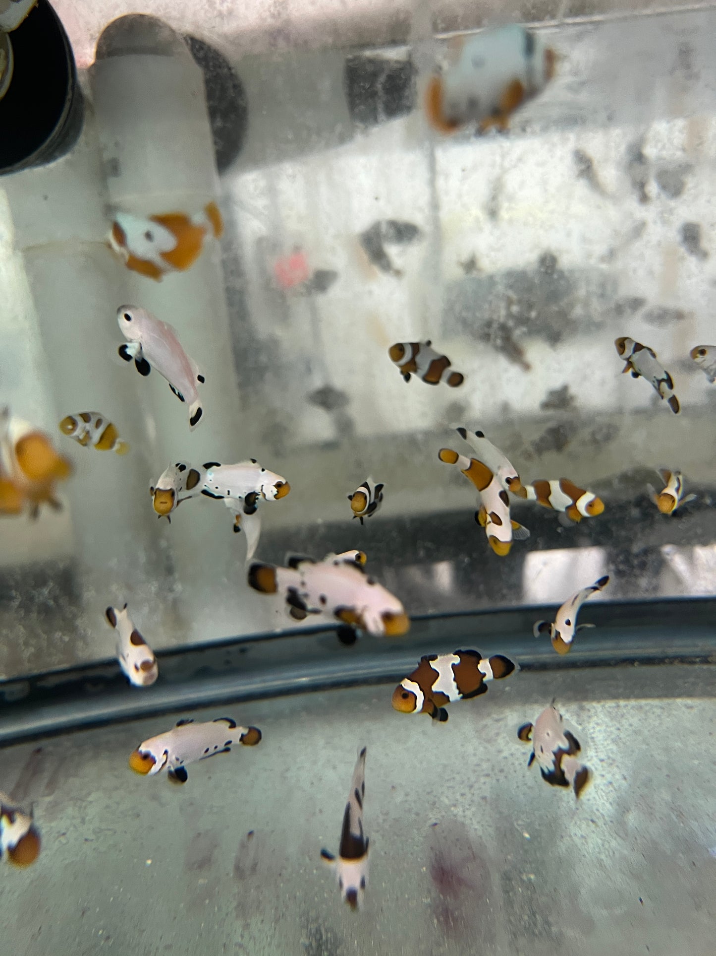 Assorted Captive Bred Clownfish (Random)