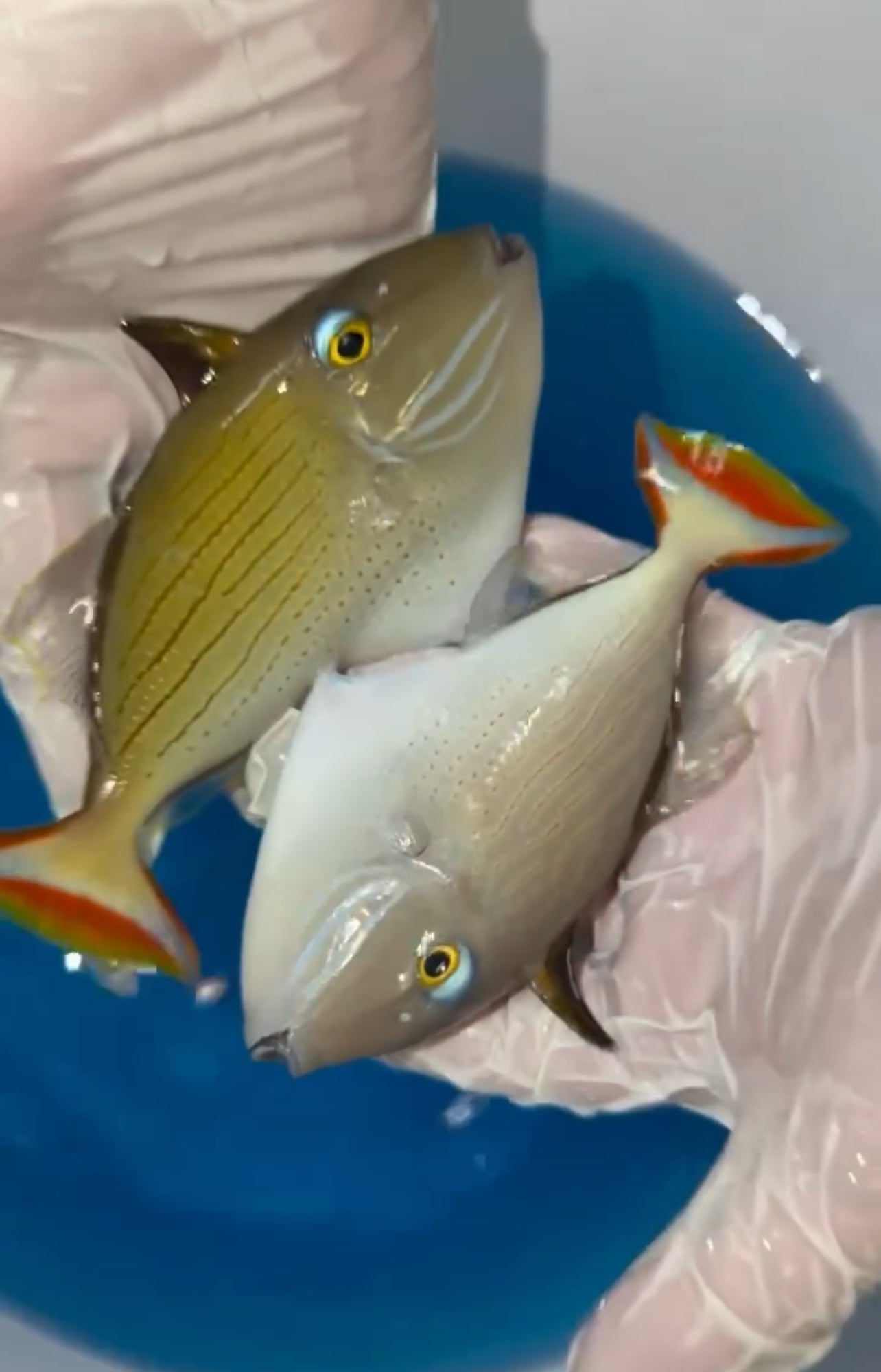 Line-spot Trigger | Xanthichthys lineopunctatus PAIR