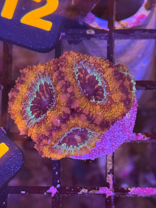 Multicolor Micromusa (12)