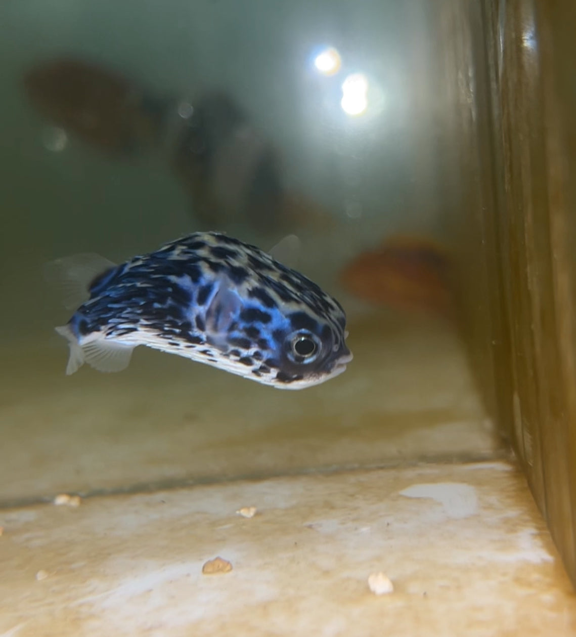 Juv Blue Pelagic Porcupinefish 1-2”|| Diodon eydouxii