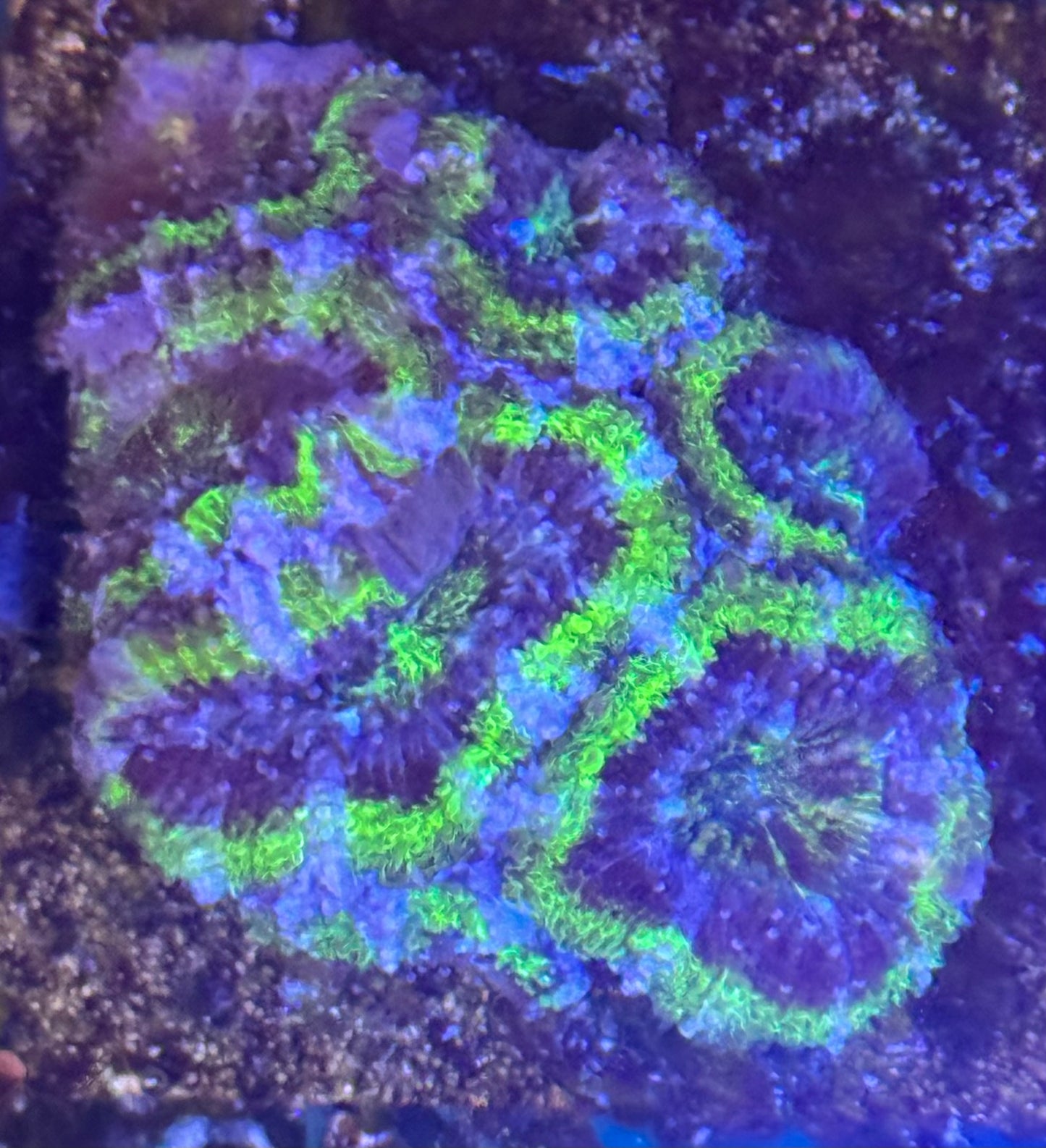 Acan (C60)
