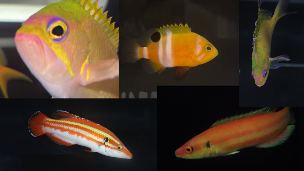 Nylo Fish NYAquatic – NYAquatic