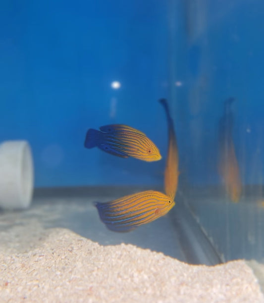 Blue Striped Tamarin Wrasse | Anampses femininus (3")