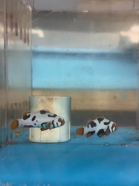 BA Black Helmet Picasso Clownfish PAIR (WYSIWYG #2)