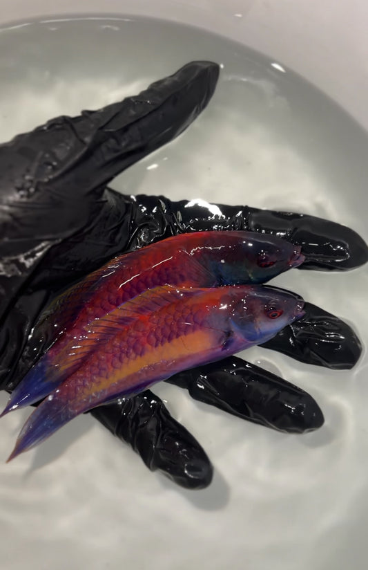 Randall’s Fairy Wrasse MALE - Cirrhilabrus randalli