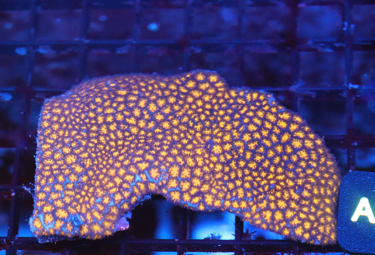 Lava Leptastrea COLONY (A20)