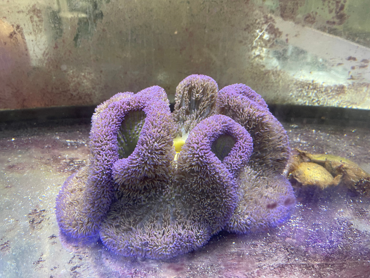 Carpet Anemone-Purple Gigantea(4")