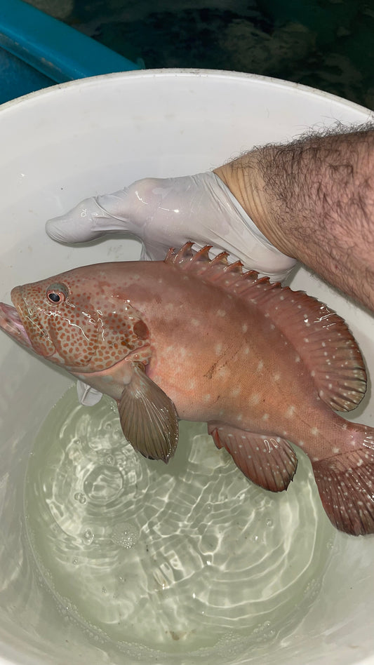 Red Sea Red Grouper | Epinephelus morio (15")