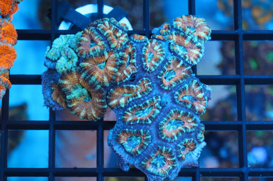 Micromussa Lord Colony Double (Q)