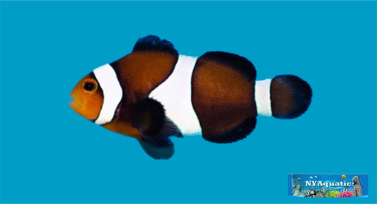 Black Ocellaris Clownfish  (3-4cm)