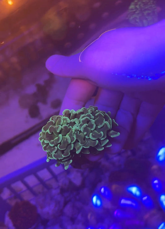 2 Head Green Hammer Coral