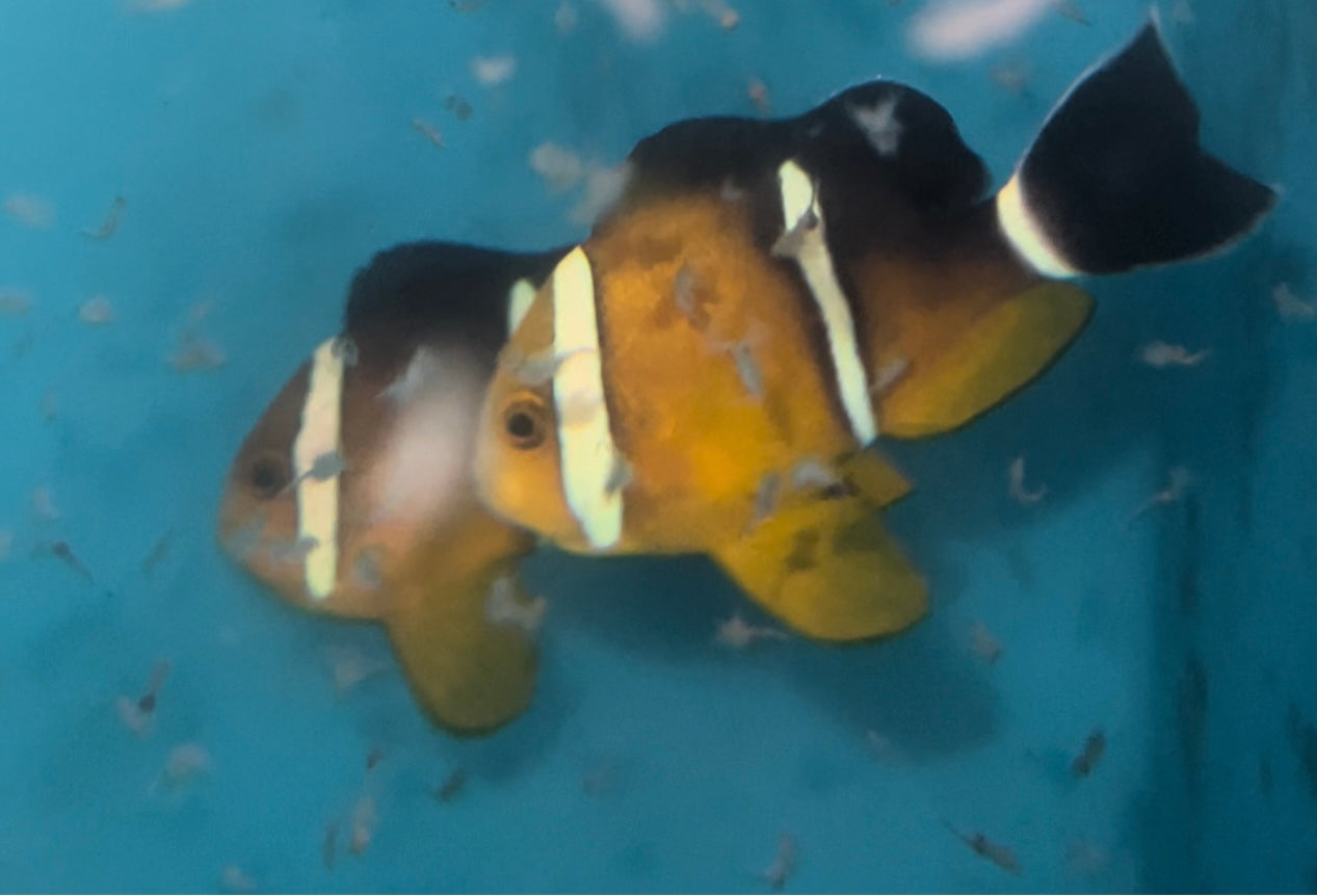 Tricinctus Clownfish Pair