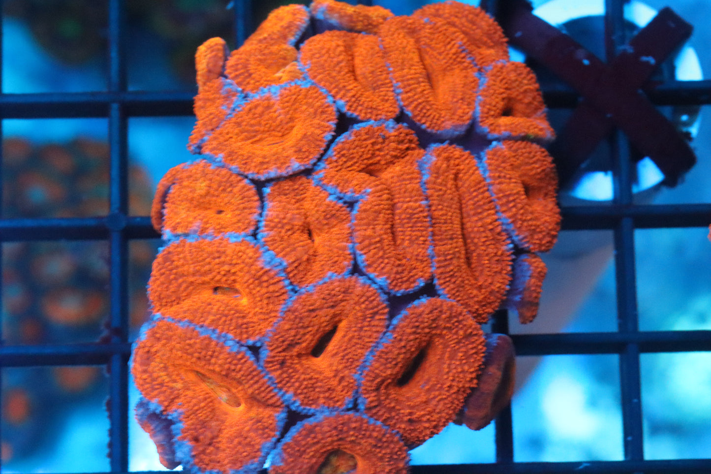 Micromussa Lord Mini Colony (Z)