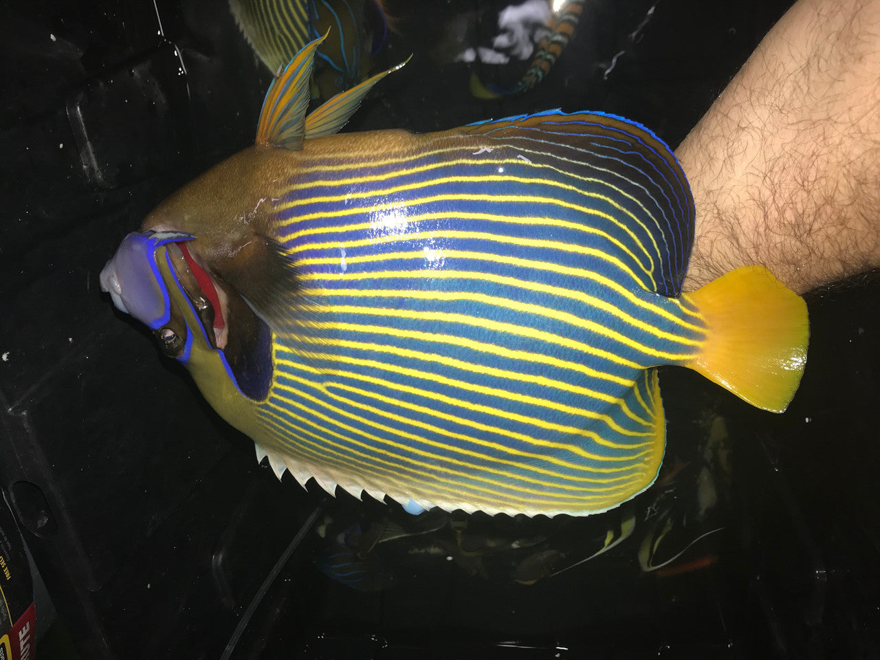 10” Imperator Angel