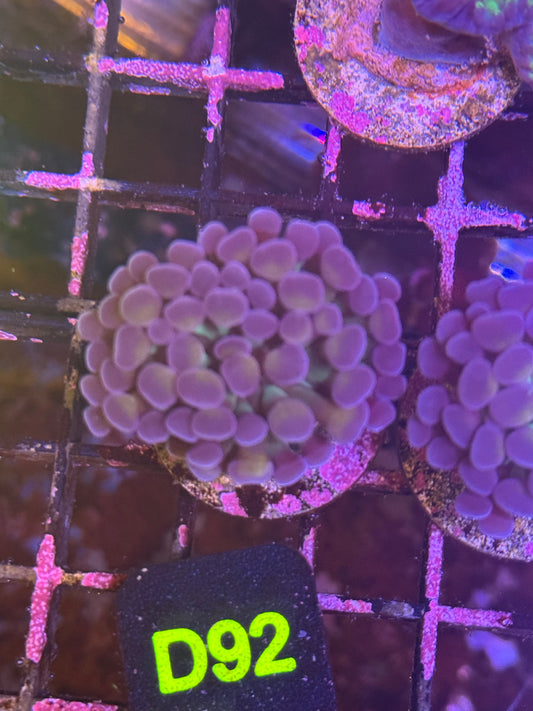 Gold and purple tip hammer (D92)