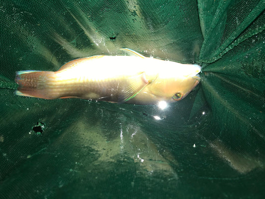 Australian Blue Tuskfish-Choerodon cyanodus (10")