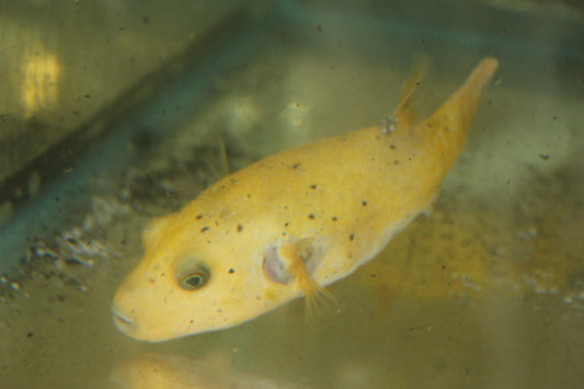 Golden Pufferfish (Christmas Island)-6-7"