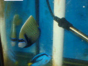 Imperator Angelfish-adult 4-5"