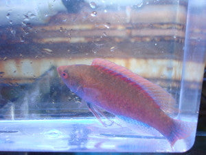 Punctatus Fairy Wrasse-4" Male (Cirrhilabrus Punctatus)
