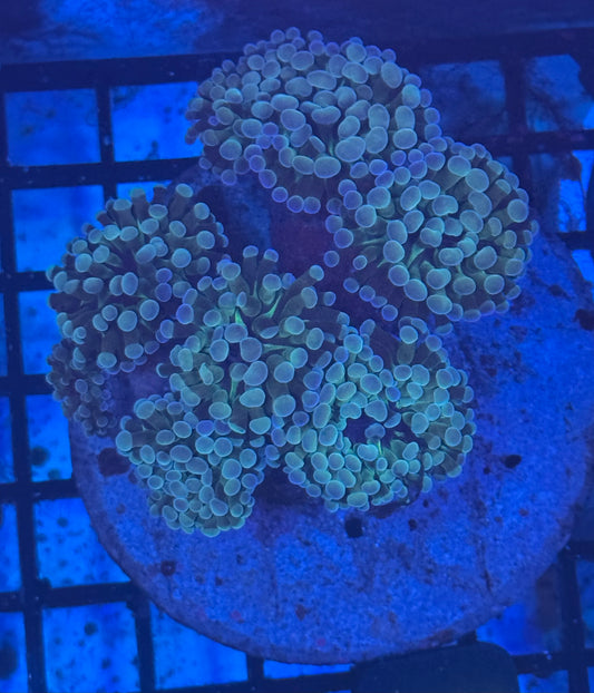 Hammer Colony (B250) WYSIWYG