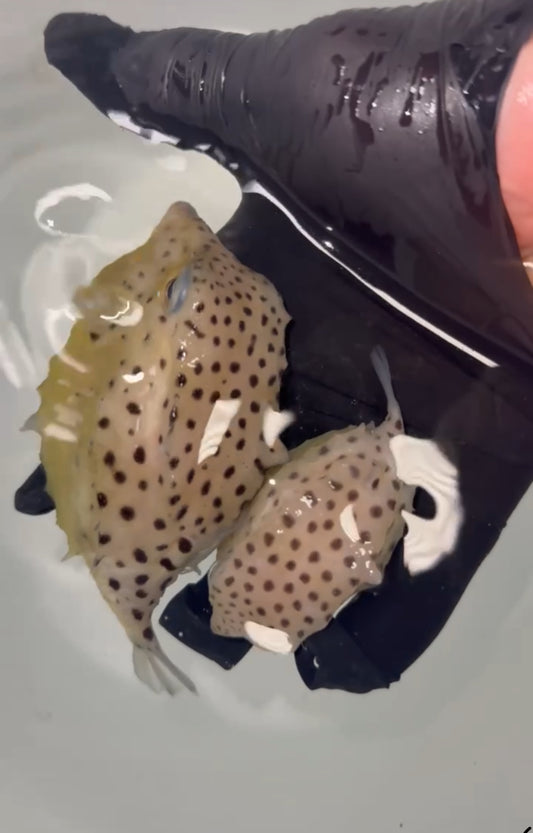Itomaki Boxfish | Kentrocapros aculeatus