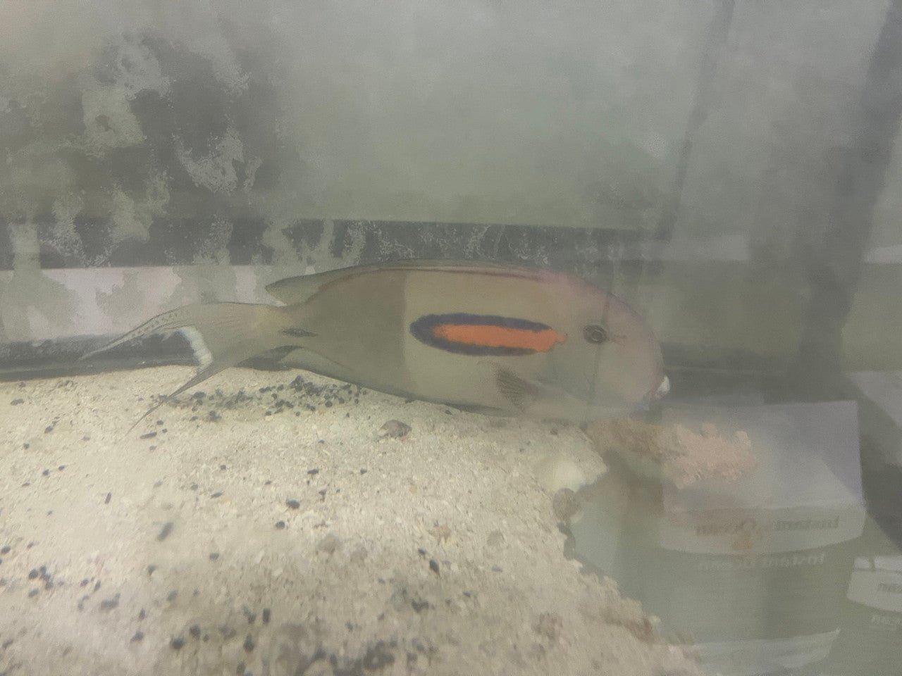 Orange Shoulder Tang-10"