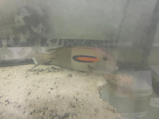 Orange Shoulder Tang-8”