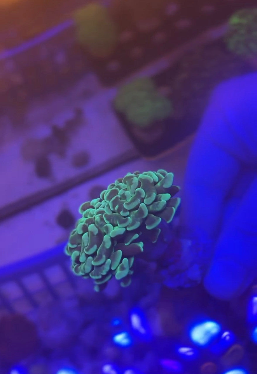 2 Head Green Hammer Coral