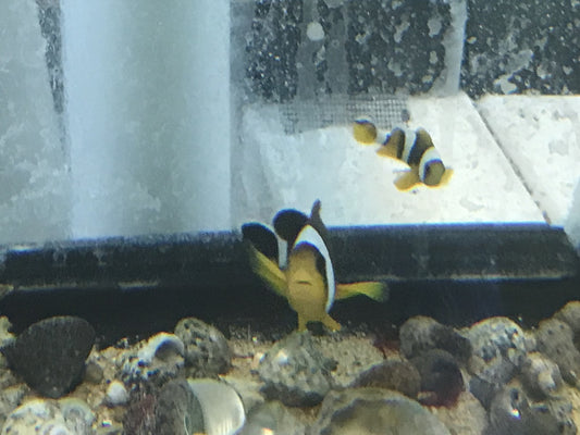 True Mauritius Chrysogaster Clownfish  PAIR/  Amphiprion Chrysogaster