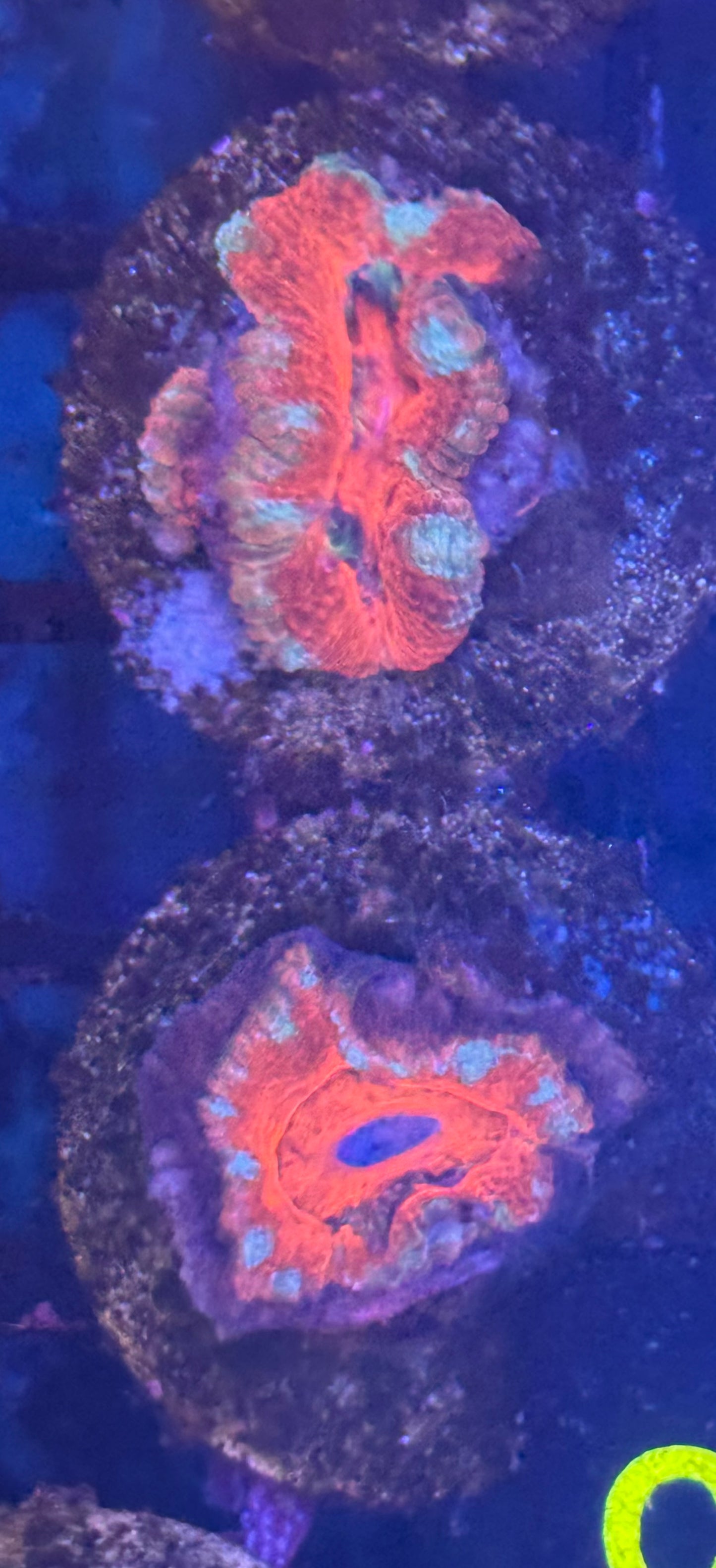 Acan Frag (C55)  WYSIWYG