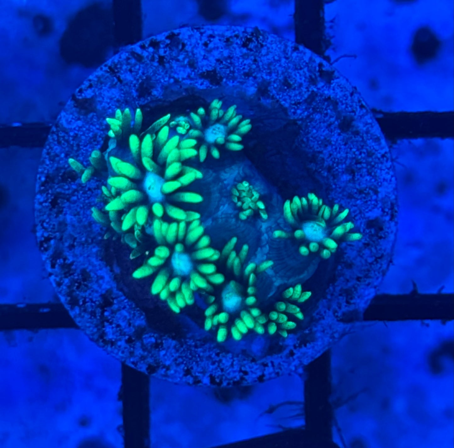 Bright Green Goni Frag (46)