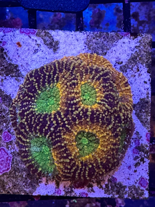 Pumpkin Echinata Coral (A21)