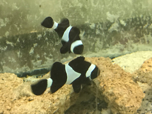 True Wild Pair Darwin Ocellaris Clownfish