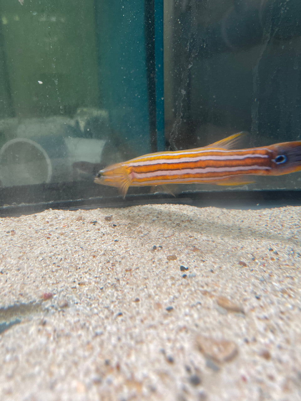 Australian Flathead Perch | Rainfordia opercularis (Mated Pair)