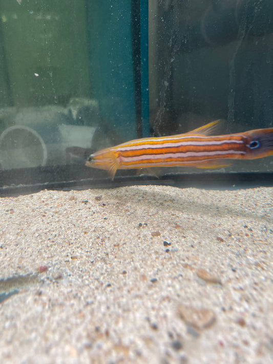 Australian Flathead Perch | Rainfordia opercularis (Mated Pair)