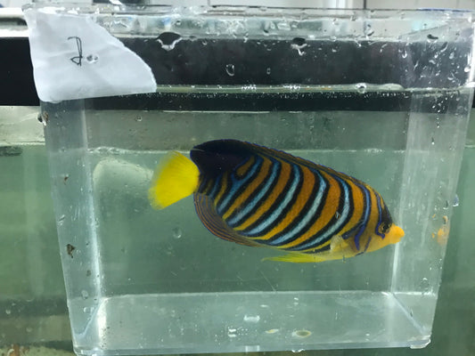 Madagascar Regal Angel (Yellow Belly)-Misbar 2 (4")