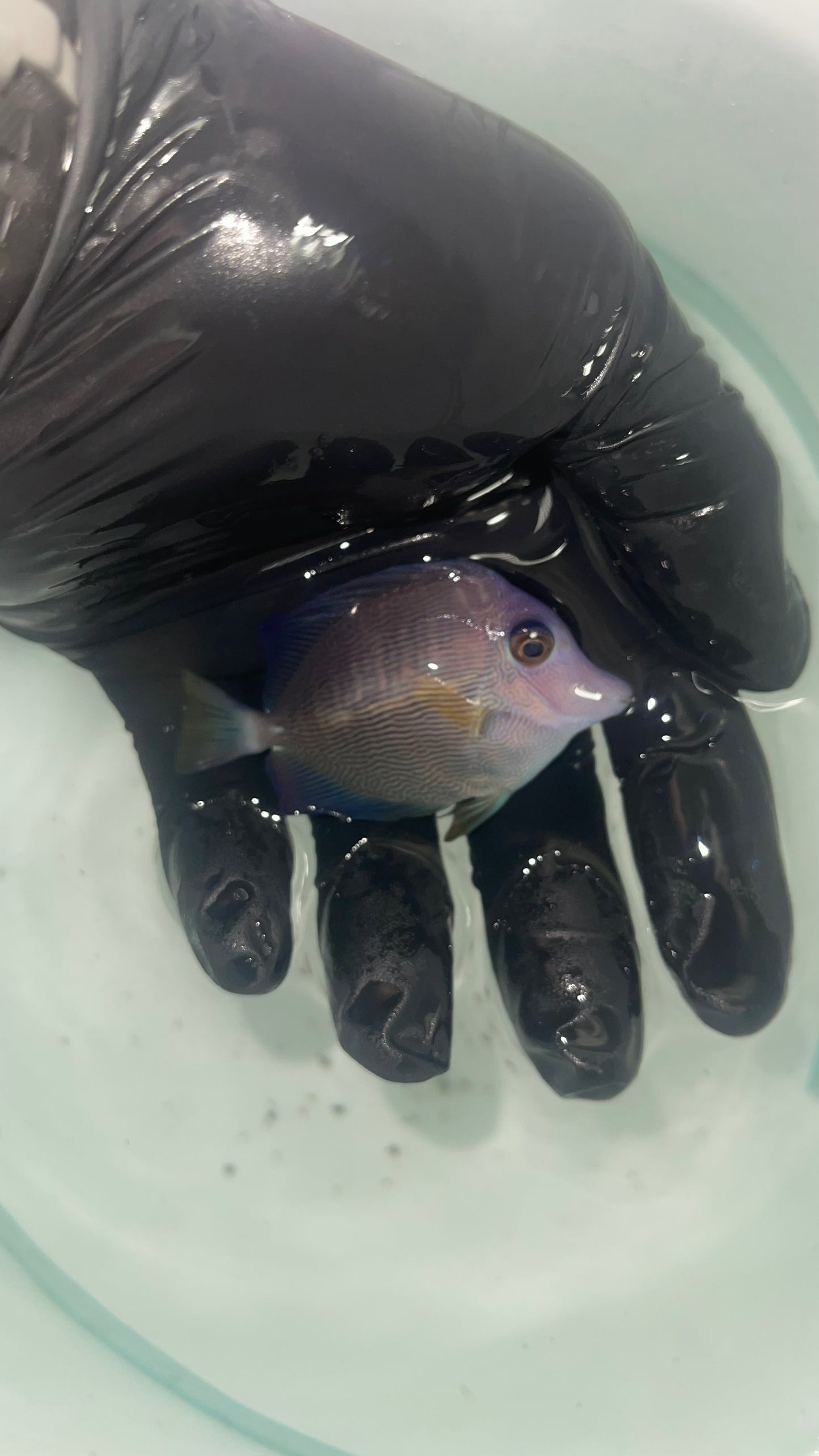 Hybrid purple/scopas tang (Scurple)