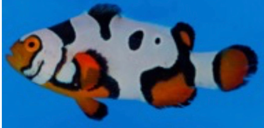 Masked Picasso Clownfish 3-4cm