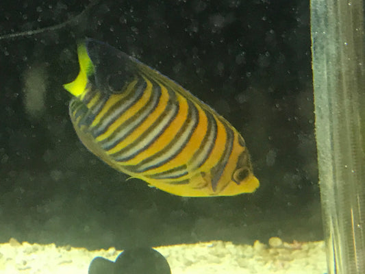Regal Angel (True Red Sea)-3" Sub Adult