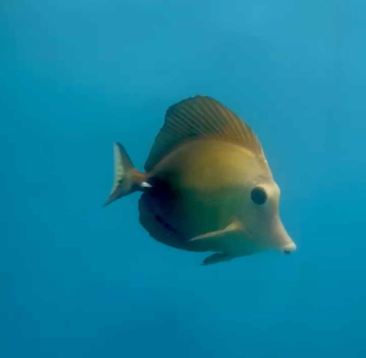Blue Face Koi Scopas Tang wysiwyg #2 (4-6")