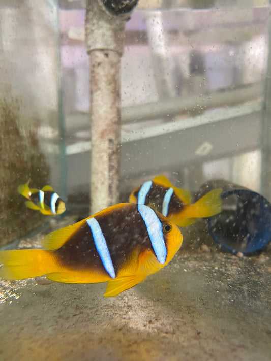 Blue Stripe Clownfish -(wild caught Trio)